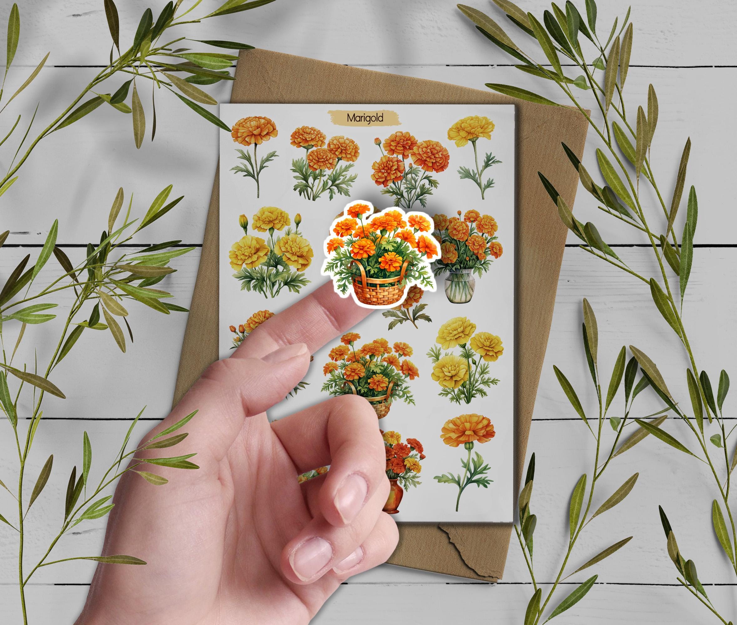 Marigold Stickers. Marigold Flowers Sticker. Wildflowers Sticker Pack. Autumn sticker. Transparent Marigold Sticker. Bullet Journal