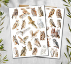 Owl  Stickers (00379)