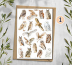 Owl  Stickers (00379)