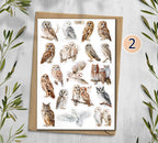 Owl  Stickers (00379)