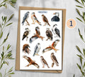Birds of Pray Stickers (00380)