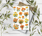 Marigold Stickers. Marigold Flowers Sticker. Wildflowers Sticker Pack. Autumn sticker. Transparent Marigold Sticker. Bullet Journal